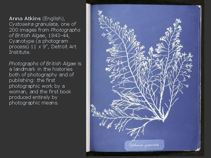 Anna Atkins (English), Cystoseira granulata, one of 200 images from Photographs of British Algae,