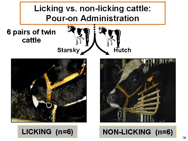 Licking vs. non-licking cattle: Pour-on Administration 6 pairs of twin cattle Starsky LICKING (n=6)