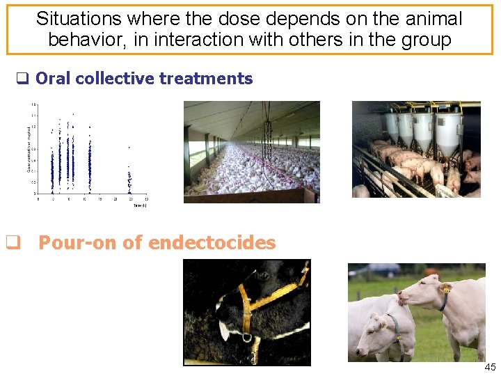 Situations where the dose depends on the animal behavior, in interaction with others in