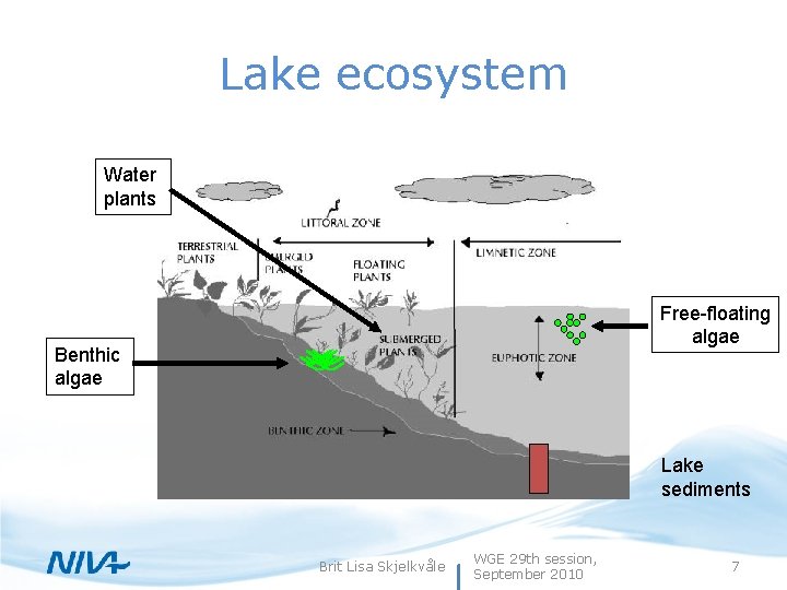 Lake ecosystem Water plants Free-floating algae Benthic algae Lake sediments Brit Lisa Skjelkvåle WGE