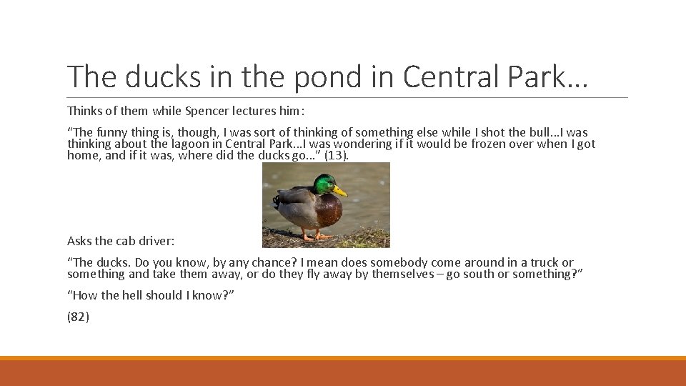The ducks in the pond in Central Park… Thinks of them while Spencer lectures