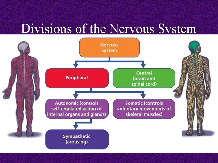 Divisions of the Nervous System 