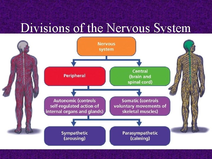 Divisions of the Nervous System 