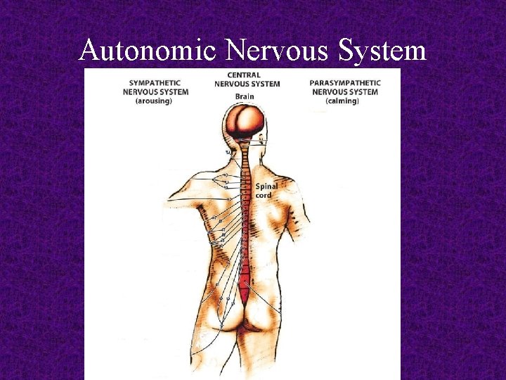 Autonomic Nervous System 