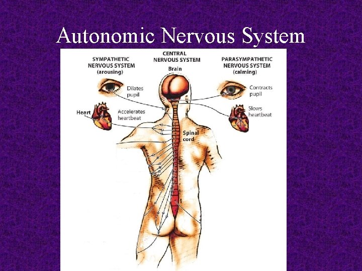 Autonomic Nervous System 