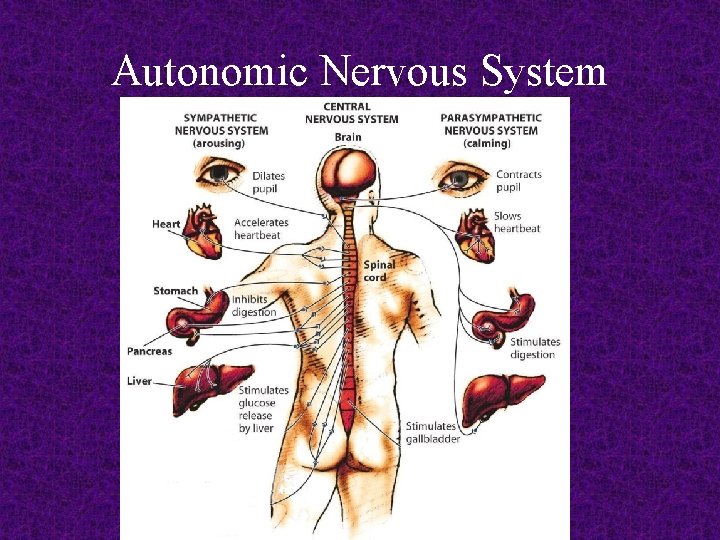 Autonomic Nervous System 