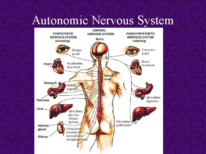 Autonomic Nervous System 