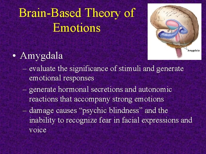 Brain-Based Theory of Emotions • Amygdala – evaluate the significance of stimuli and generate