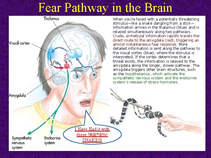 Fear Pathway in the Brain When you’re faced with a potentially threatening stimulus—like a