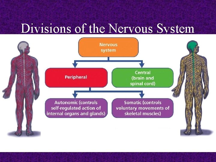 Divisions of the Nervous System 