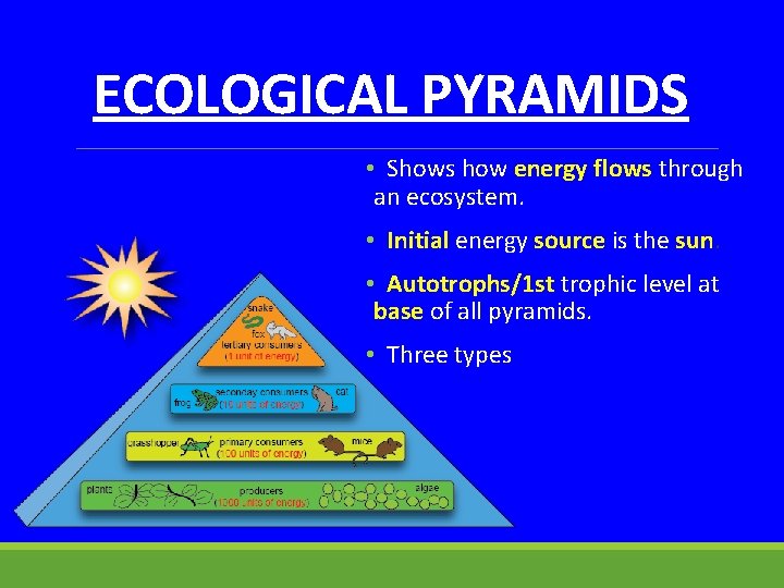 ECOLOGICAL PYRAMIDS • Shows how energy flows through an ecosystem. • Initial energy source