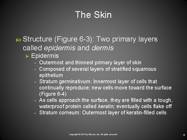 The Skin Structure (Figure 6 -3): Two primary layers called epidermis and dermis Ø