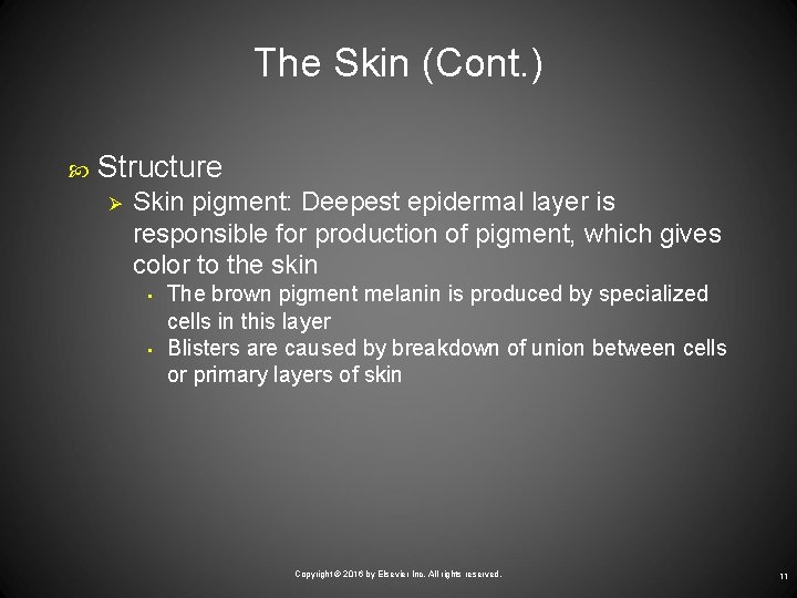 The Skin (Cont. ) Structure Ø Skin pigment: Deepest epidermal layer is responsible for