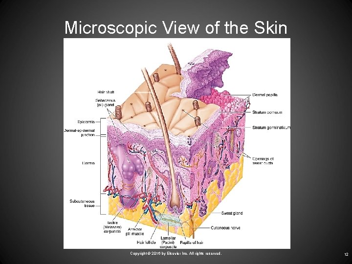 Microscopic View of the Skin Copyright © 2016 by Elsevier Inc. All rights reserved.