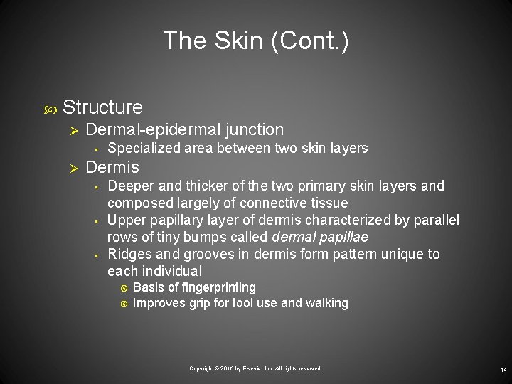 The Skin (Cont. ) Structure Ø Dermal-epidermal junction • Ø Specialized area between two