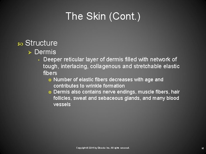 The Skin (Cont. ) Structure Ø Dermis • Deeper reticular layer of dermis filled