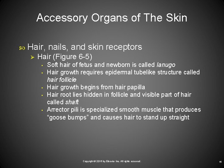 Accessory Organs of The Skin Hair, nails, and skin receptors Ø Hair (Figure 6