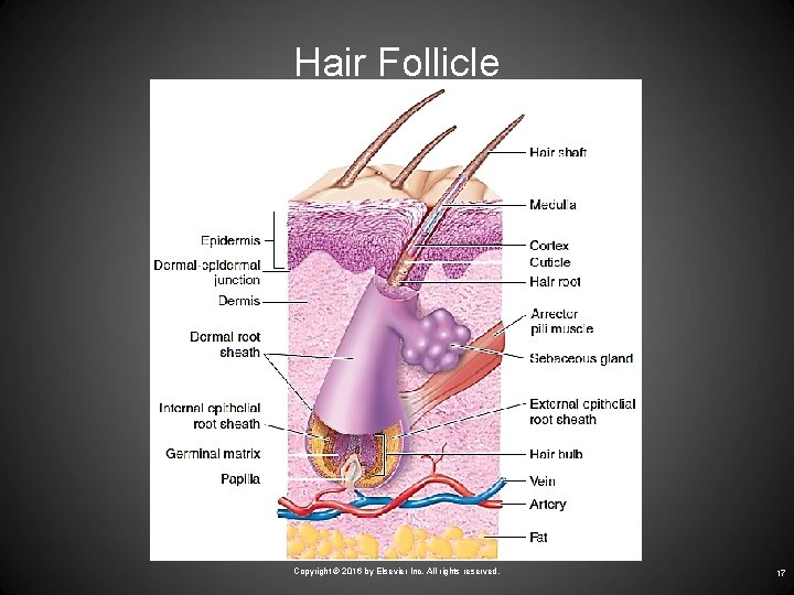 Hair Follicle Copyright © 2016 by Elsevier Inc. All rights reserved. 17 