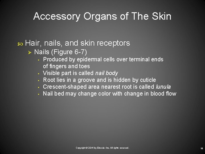 Accessory Organs of The Skin Hair, nails, and skin receptors Ø Nails (Figure 6