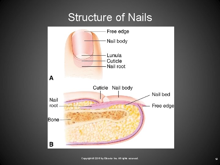 Structure of Nails Copyright © 2016 by Elsevier Inc. All rights reserved. 19 