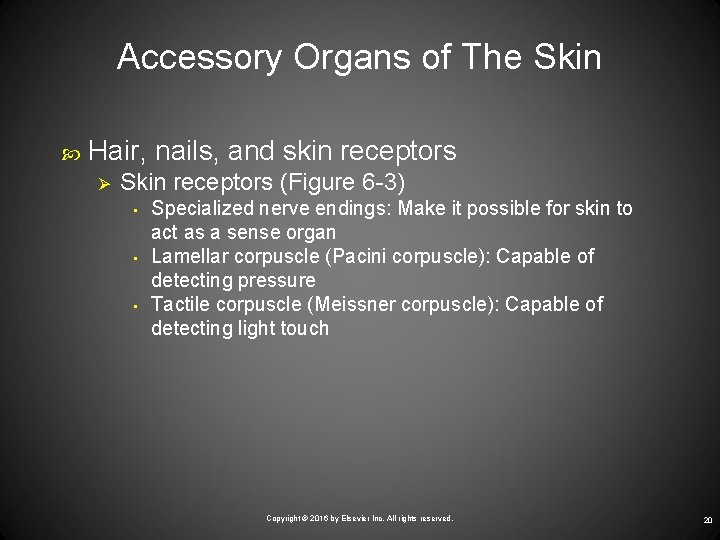 Accessory Organs of The Skin Hair, nails, and skin receptors Ø Skin receptors (Figure