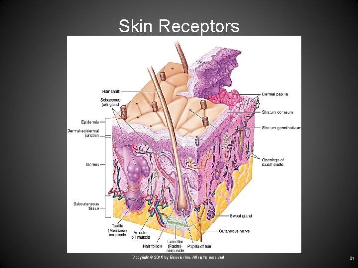 Skin Receptors Copyright © 2016 by Elsevier Inc. All rights reserved. 21 
