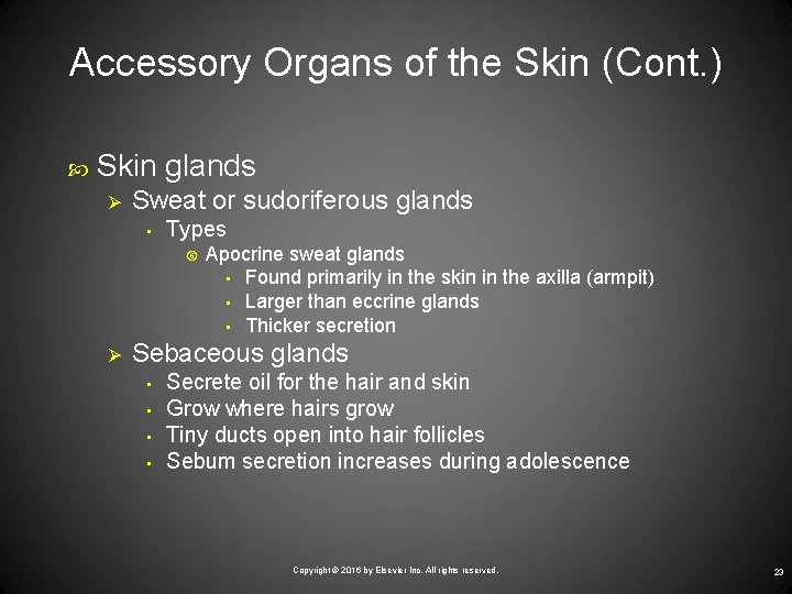 Accessory Organs of the Skin (Cont. ) Skin glands Ø Sweat or sudoriferous glands