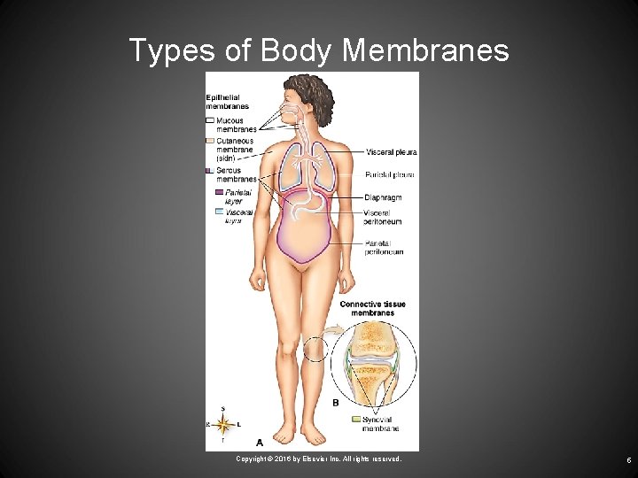 Types of Body Membranes Copyright © 2016 by Elsevier Inc. All rights reserved. 5