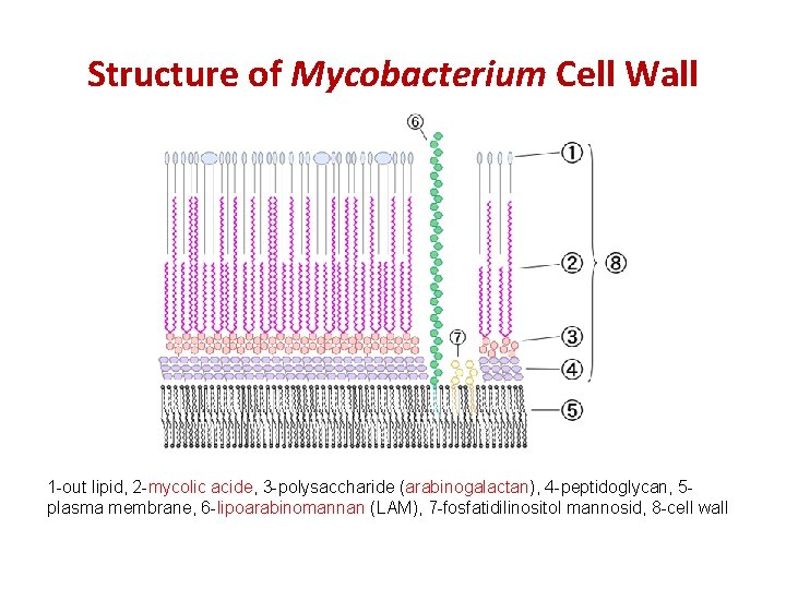 Structure of Mycobacterium Cell Wall 1 -out lipid, 2 -mycolic acide, 3 -polysaccharide (arabinogalactan),