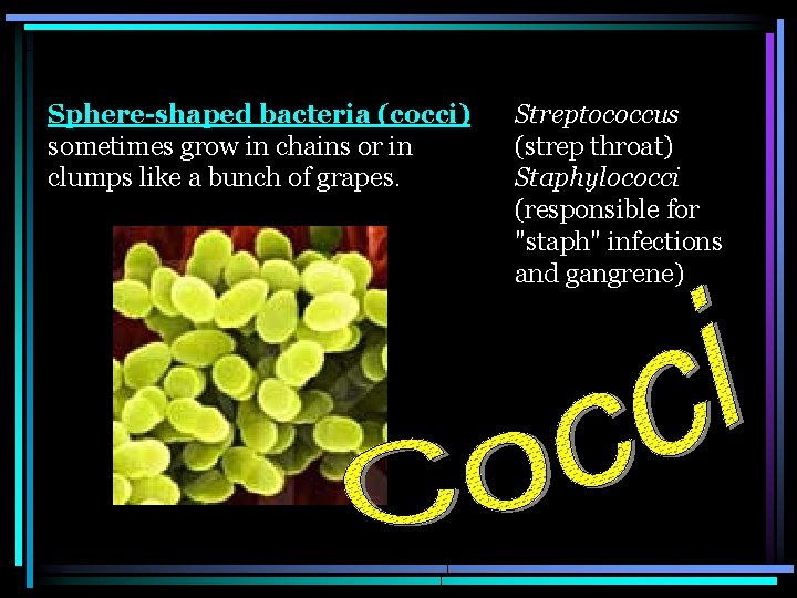 Sphere-shaped bacteria (cocci) sometimes grow in chains or in clumps like a bunch of