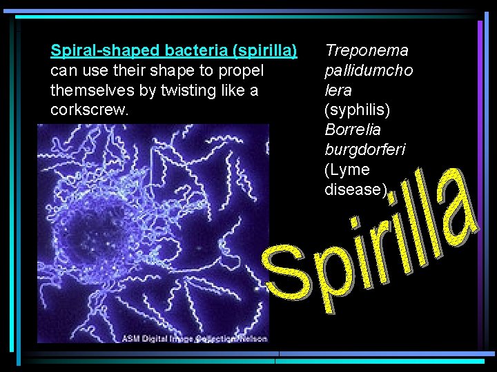 Spiral-shaped bacteria (spirilla) can use their shape to propel themselves by twisting like a