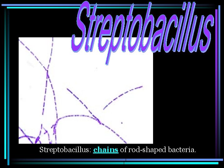Streptobacillus: chains of rod-shaped bacteria. 