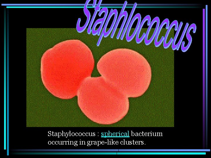 Staphylococcus : spherical bacterium occurring in grape-like clusters. 