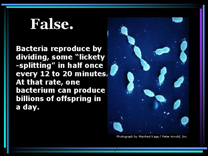 False. Bacteria reproduce by dividing, some “lickety -splitting” in half once every 12 to