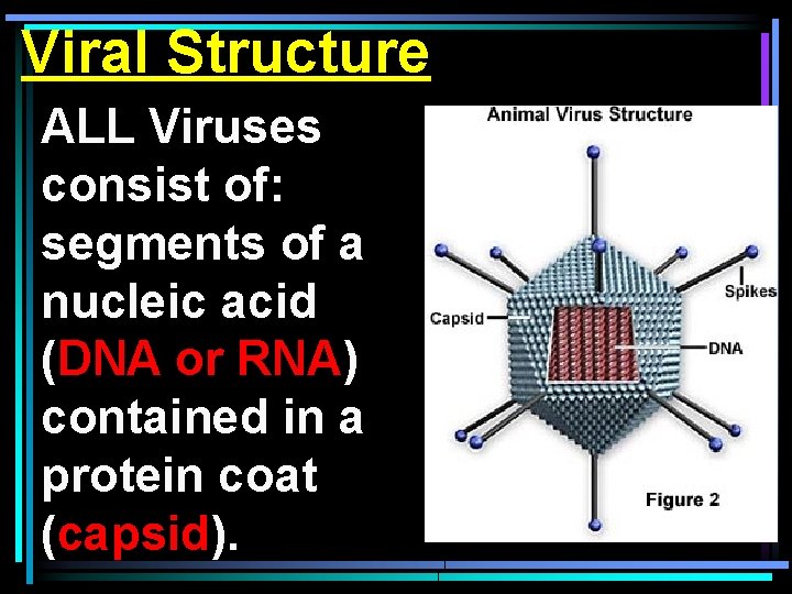 Viral Structure ALL Viruses consist of: segments of a nucleic acid (DNA or RNA)