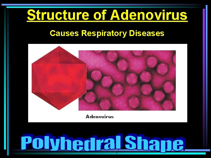 Structure of Adenovirus Causes Respiratory Diseases 