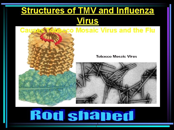 Structures of TMV and Influenza Virus Causes Tobacco Mosaic Virus and the Flu 