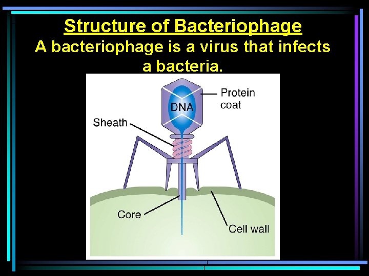 Structure of Bacteriophage A bacteriophage is a virus that infects a bacteria. 