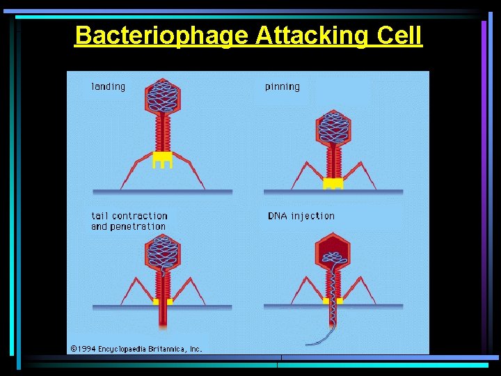 Bacteriophage Attacking Cell 