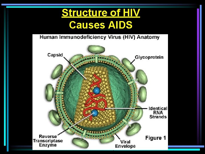 Structure of HIV Causes AIDS 