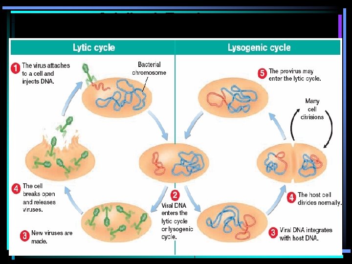 2 Viral Pathways 