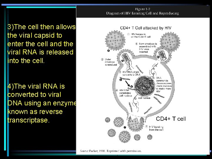 3)The cell then allows the viral capsid to enter the cell and the viral