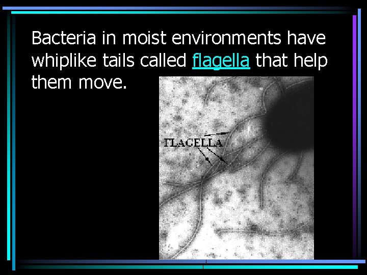 Bacteria in moist environments have whiplike tails called flagella that help them move. 
