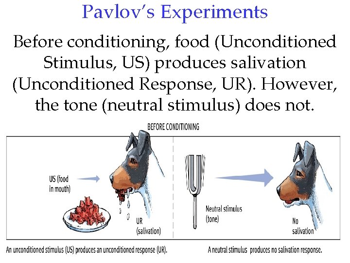 Pavlov’s Experiments Before conditioning, food (Unconditioned Stimulus, US) produces salivation (Unconditioned Response, UR). However,