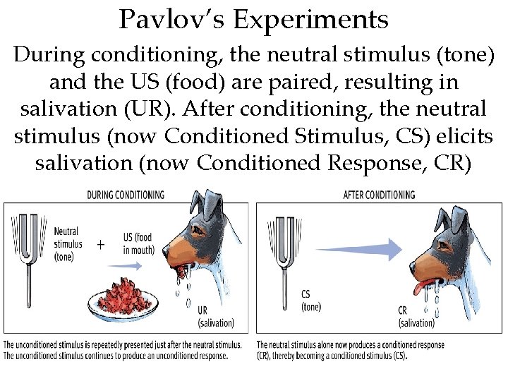 Pavlov’s Experiments During conditioning, the neutral stimulus (tone) and the US (food) are paired,