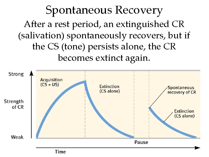 Spontaneous Recovery After a rest period, an extinguished CR (salivation) spontaneously recovers, but if