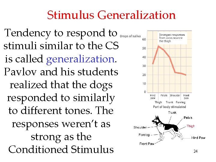 Stimulus Generalization Tendency to respond to stimuli similar to the CS is called generalization.