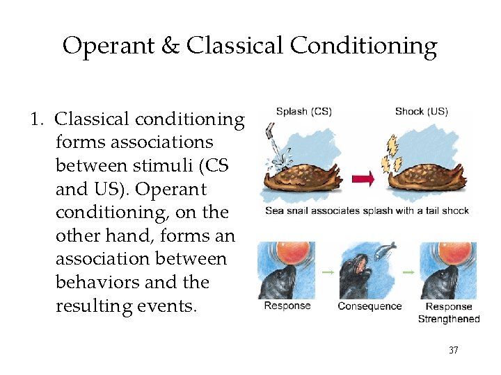 Operant & Classical Conditioning 1. Classical conditioning forms associations between stimuli (CS and US).