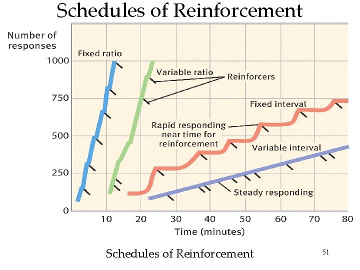 Schedules of Reinforcement 51 