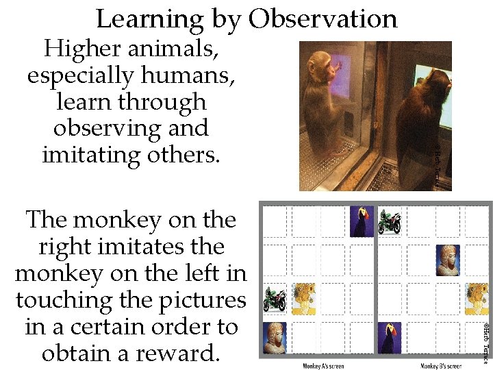 Learning by Observation 66 ©Herb Terrace The monkey on the right imitates the monkey